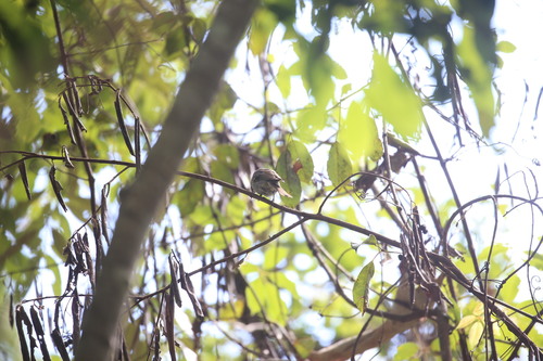 Yellow-faced Honeyeater (Caligavis chrysops), photo 9