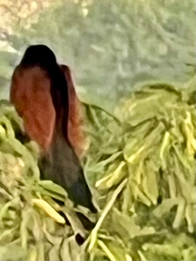 Greater Coucal (Centropus sinensis), photo 4