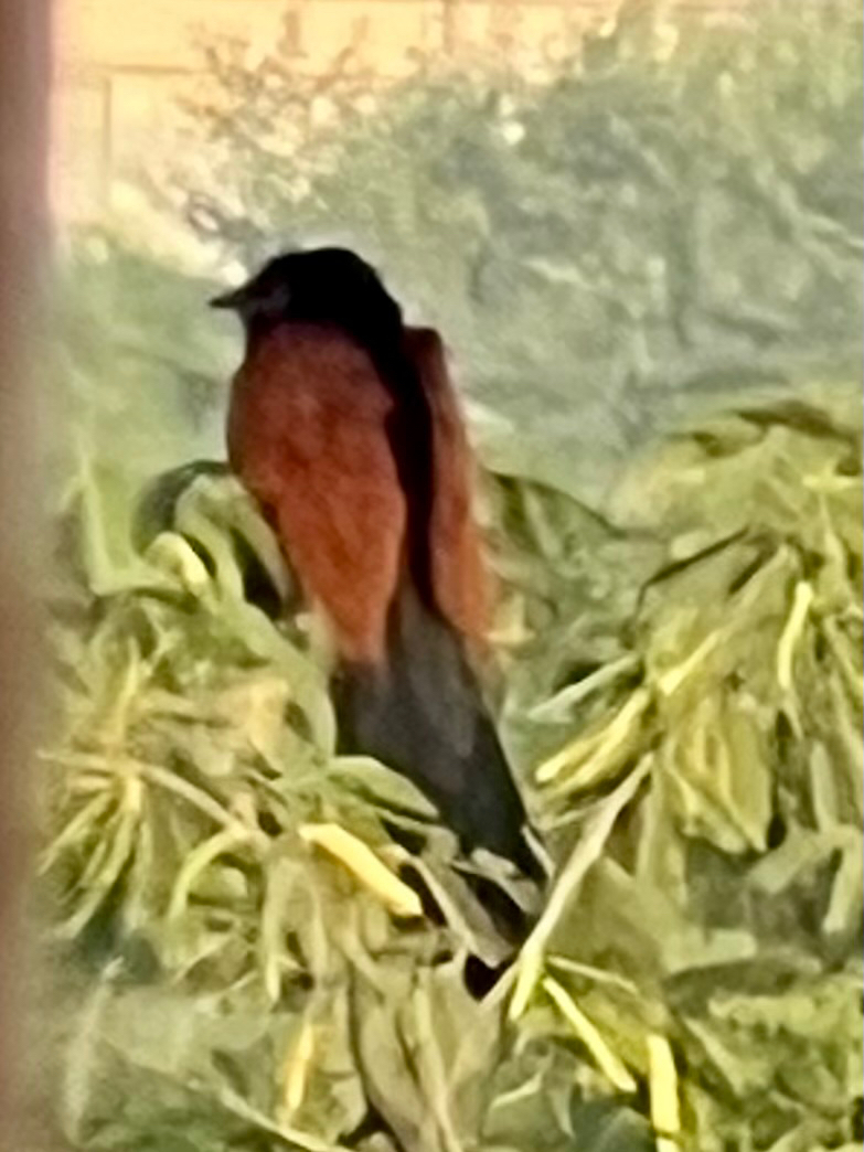 Greater Coucal (Centropus sinensis), photo 3