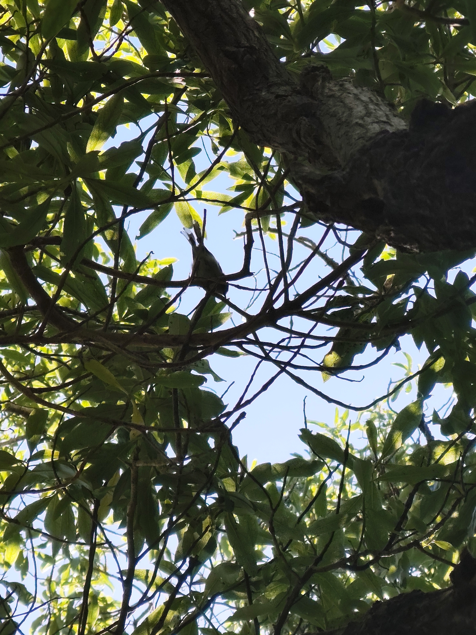 Grey Gerygone (Gerygone igata), photo 1