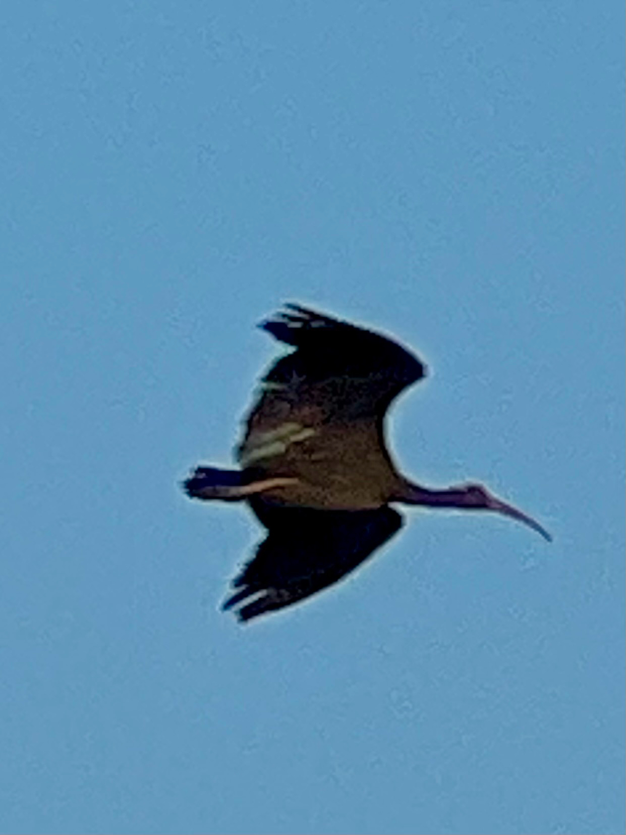 Red-naped Ibis (Pseudibis papillosa), photo 8