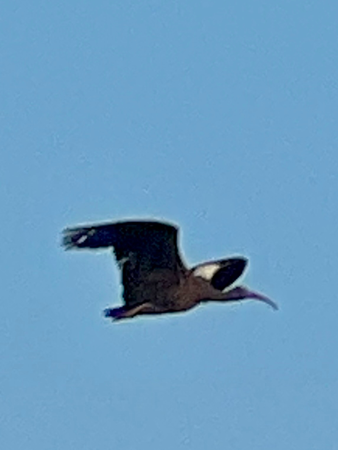 Red-naped Ibis (Pseudibis papillosa), photo 6