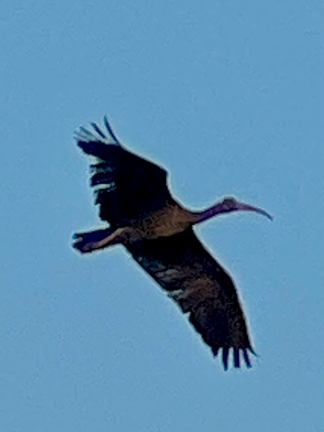 Red-naped Ibis (Pseudibis papillosa), photo 7