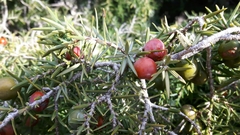 Juniperus oxycedrus oxycedrus