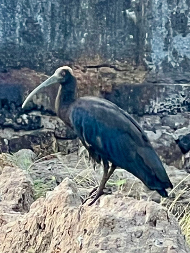 Red-naped Ibis (Pseudibis papillosa)