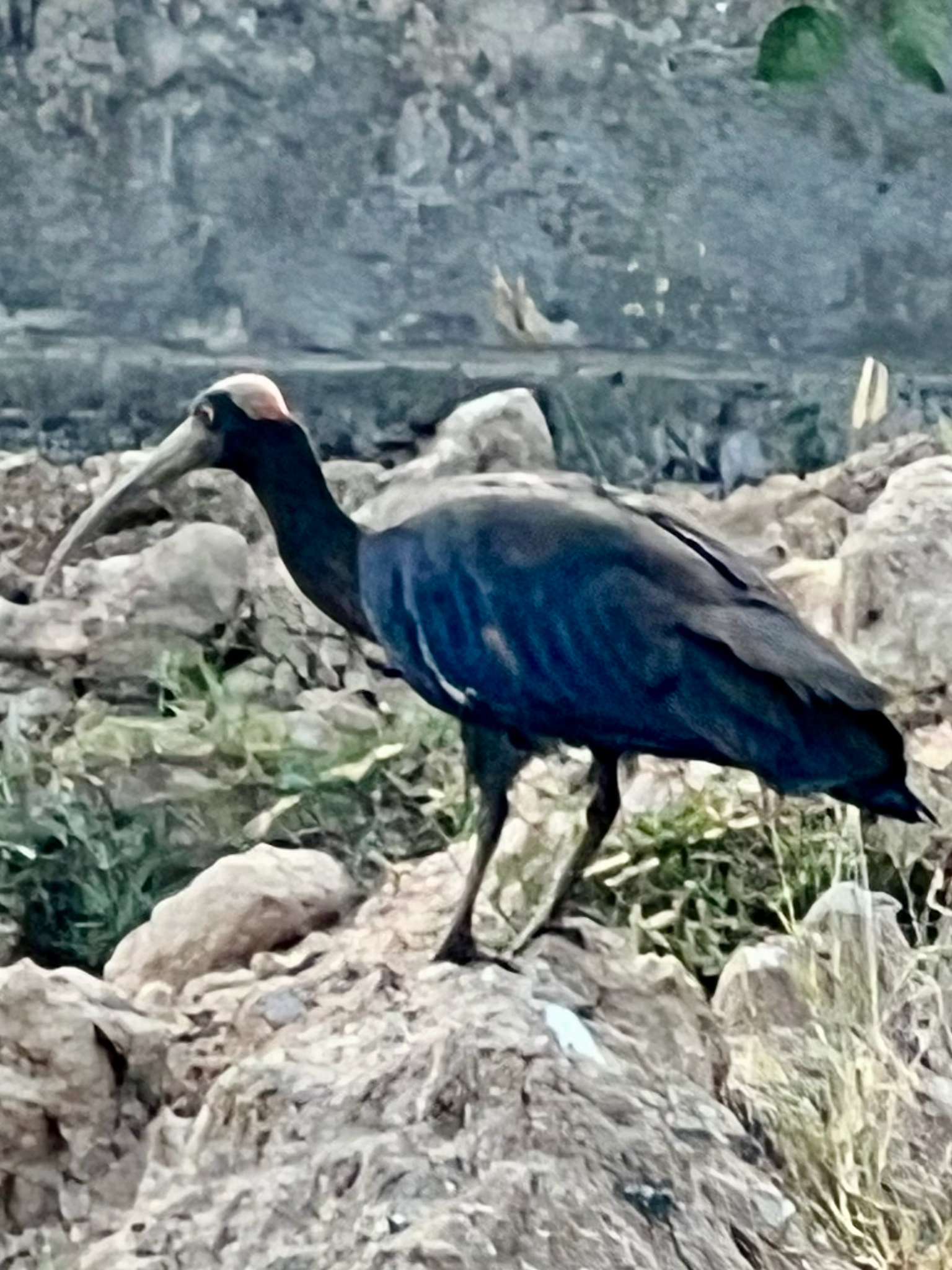Red-naped Ibis (Pseudibis papillosa), photo 2