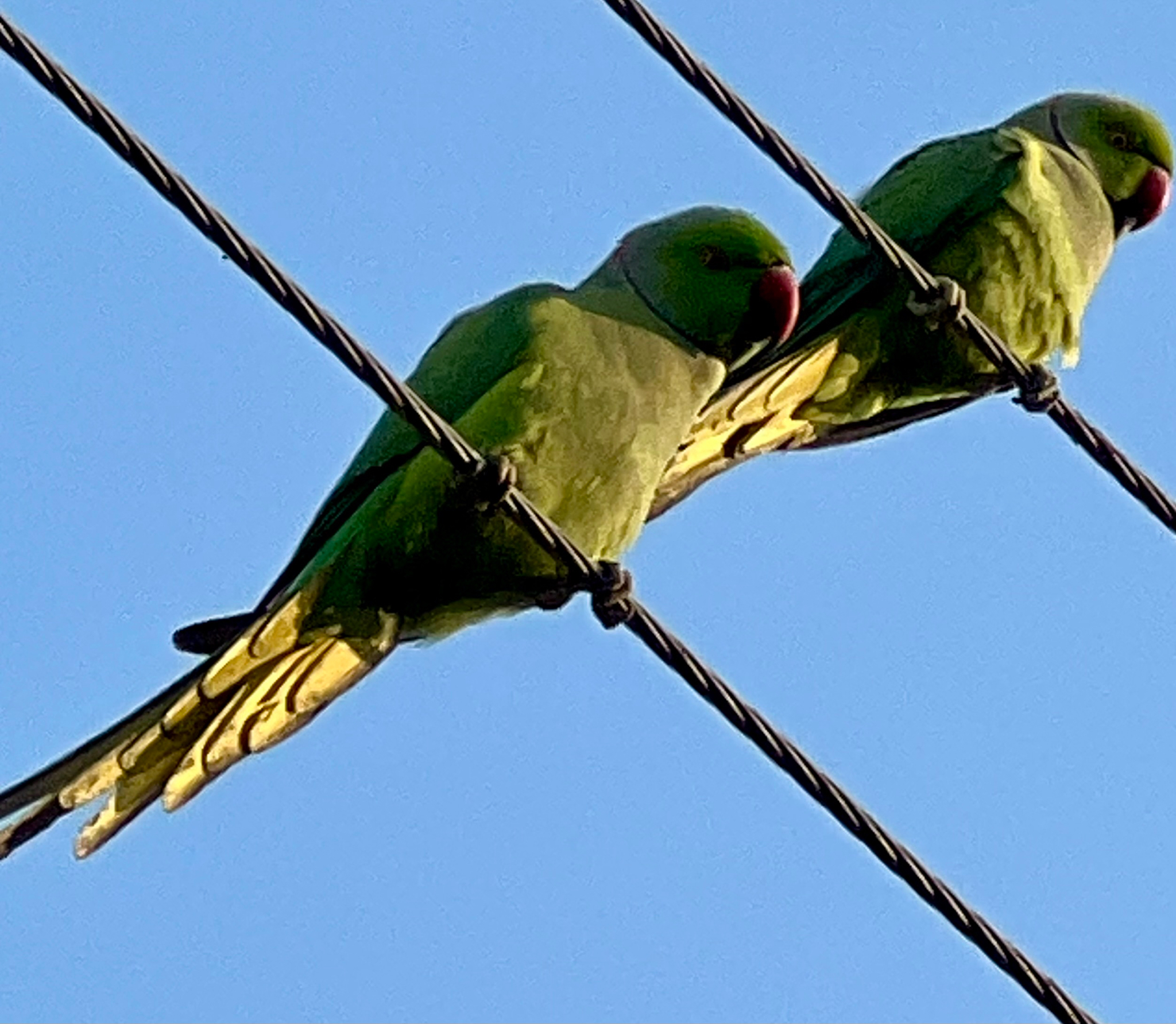 Rose-ringed Parakeet (Psittacula krameri), photo 1