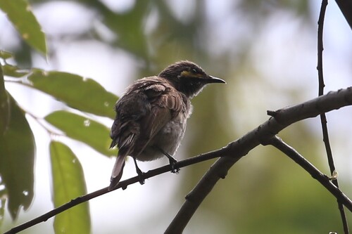 Yellow-faced Honeyeater (Caligavis chrysops)