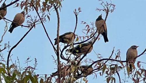 Rosy Starling (Pastor roseus), photo 2