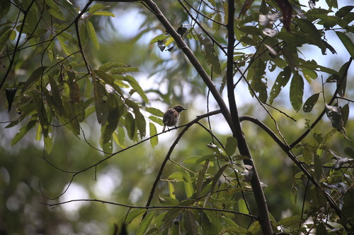 Yellow-faced Honeyeater (Caligavis chrysops), photo 2