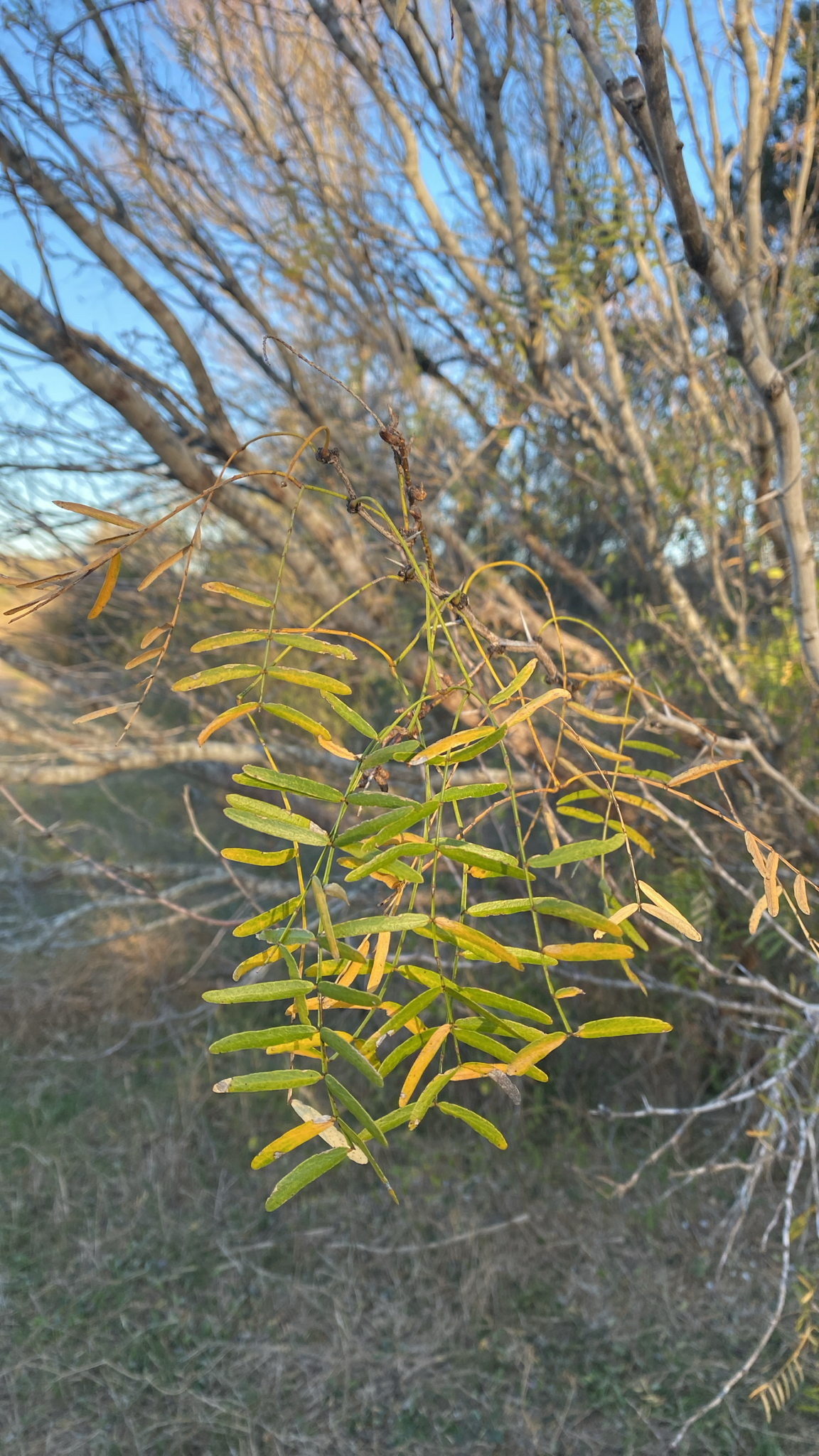 Honey mesquite