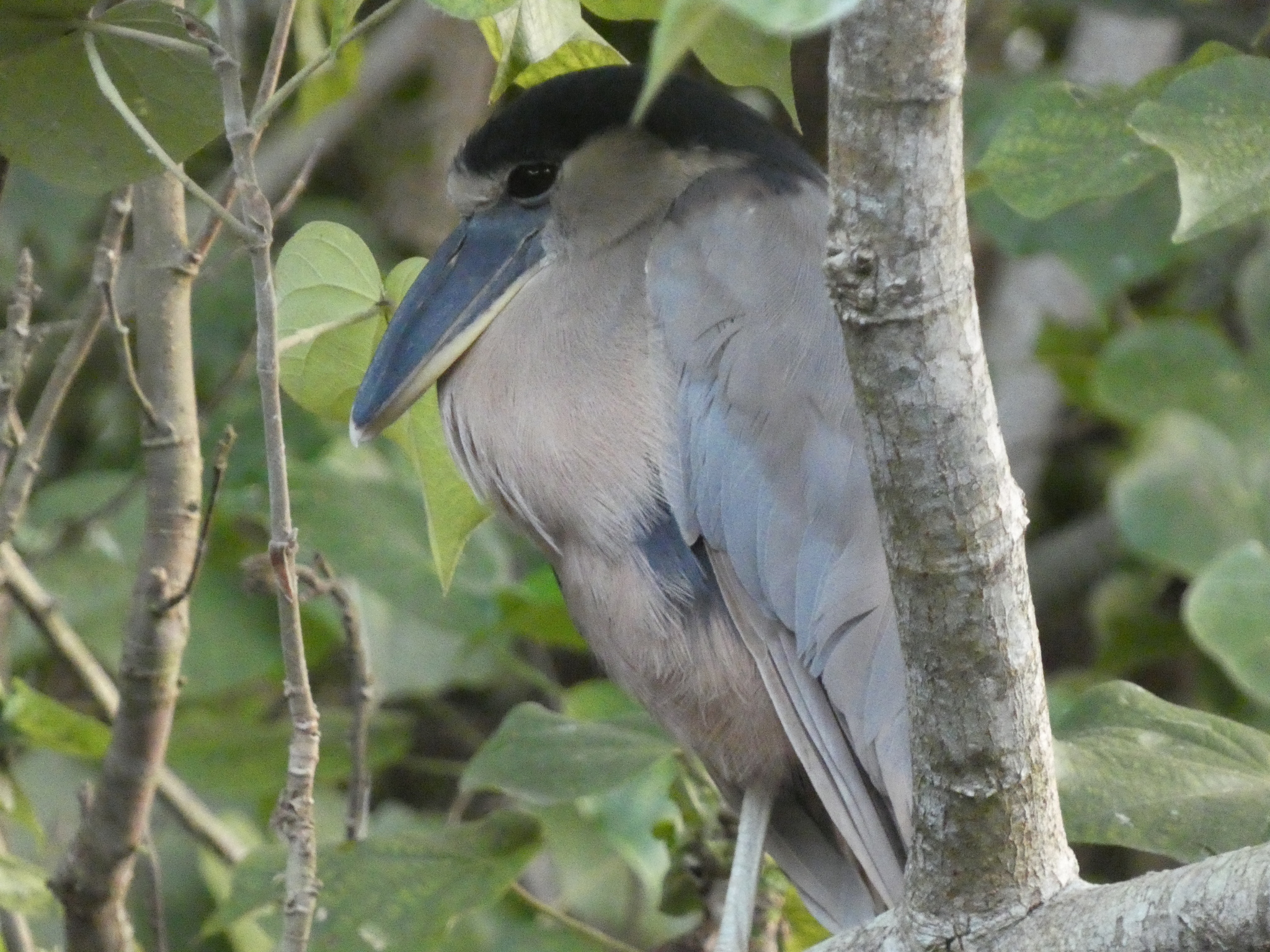 Boat-billed Heron (Cochlearius cochlearius), photo 1