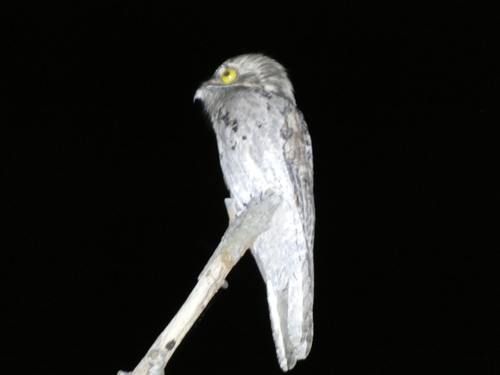 Northern Potoo (Nyctibius jamaicensis)