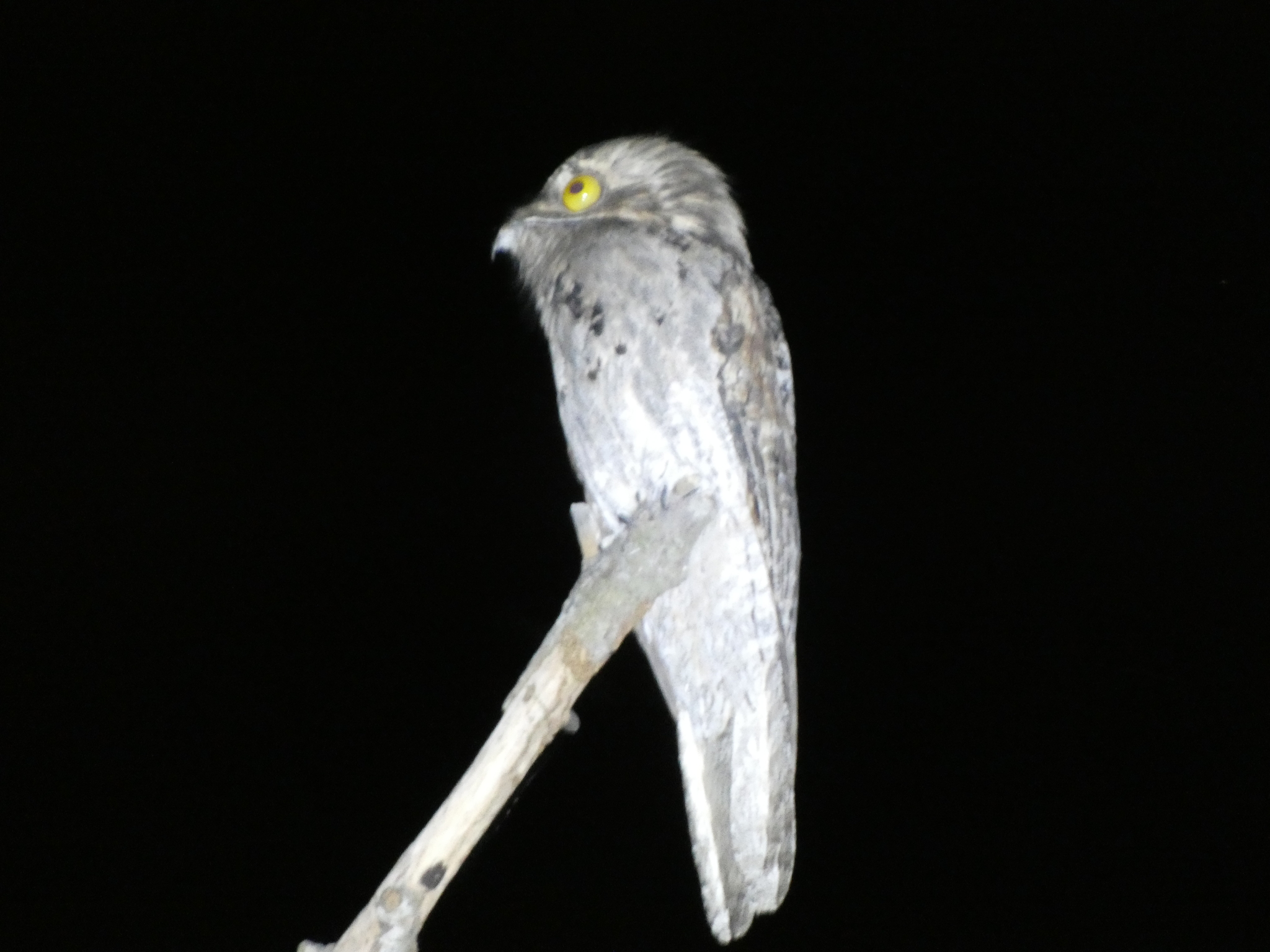 Northern Potoo (Nyctibius jamaicensis), photo 1