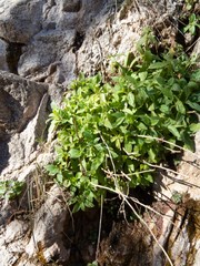 Erythranthe verbenacea