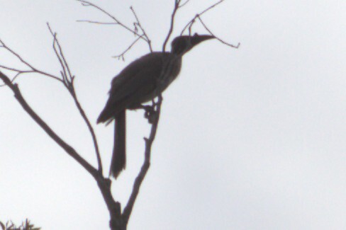 Noisy Friarbird (Philemon corniculatus), photo 1