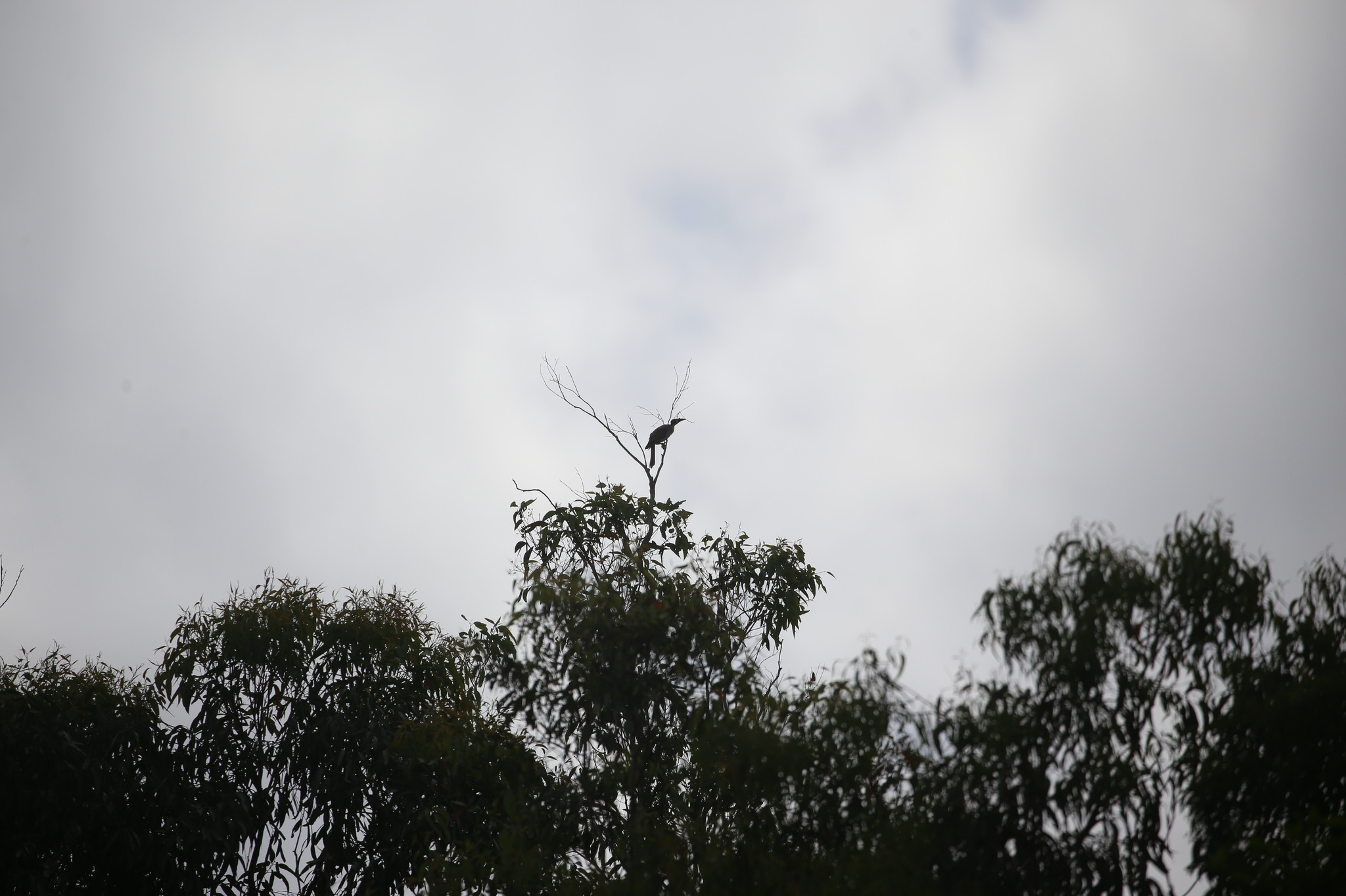 Noisy Friarbird (Philemon corniculatus), photo 2