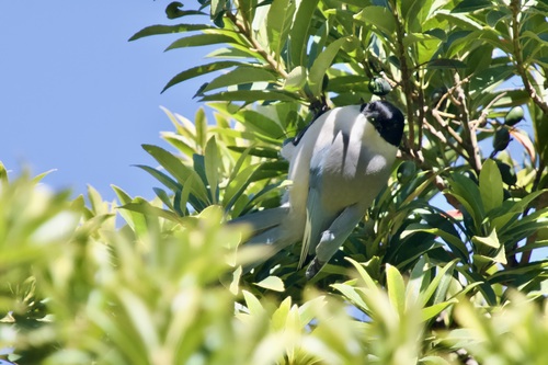 Azure-winged Magpie (Cyanopica cyanus), photo 2