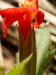 Erythranthe verbenacea