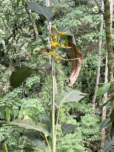 Mistletoe heliconia (Heliconia clinophila)