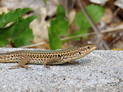 Podarcis melisellensis