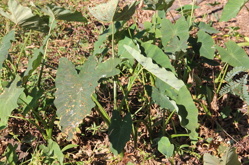 Taro