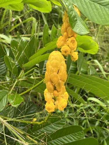 Senna alata observed 2026-01-03