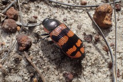 Temognatha mitchellii