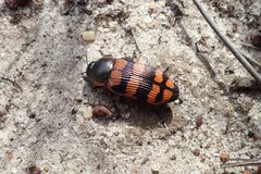 Temognatha mitchellii