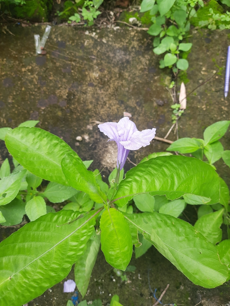 Devil's Bit (Ruellia tuberosa)