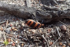 Temognatha mitchellii