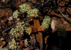 Crassula pyramidalis