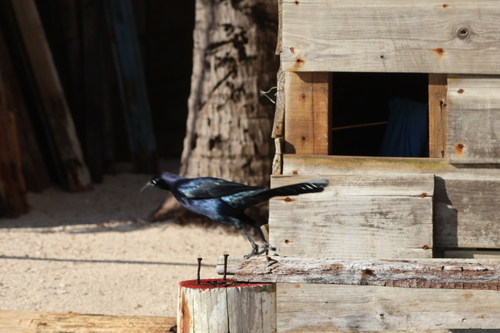 Great-tailed Grackle (Quiscalus mexicanus), photo 8