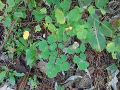 Thalictrum strigillosum