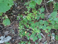 Thalictrum strigillosum
