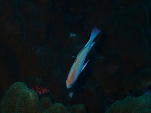 Pseudanthias hypselosoma