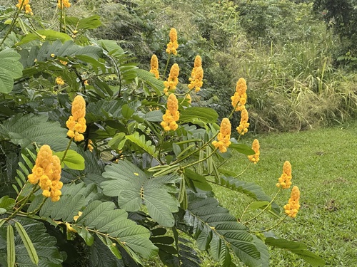 Senna alata observed 2026-01-03