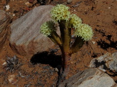 Crassula pyramidalis