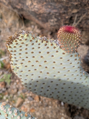 Bakersfield beaver-tail cactus