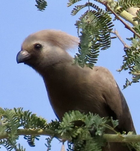 Grey Go-away-bird (Crinifer concolor), photo 6