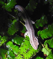 Toropuku inexpectatus