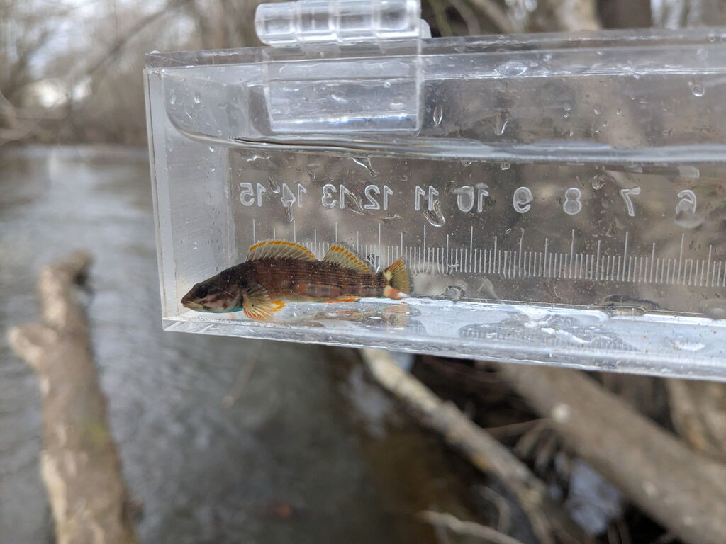 Redline darter (Etheostoma rufilineatum) — Percidae