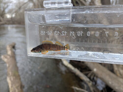 Redline darter (Etheostoma rufilineatum) — Percidae