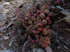 Crassula orbicularis