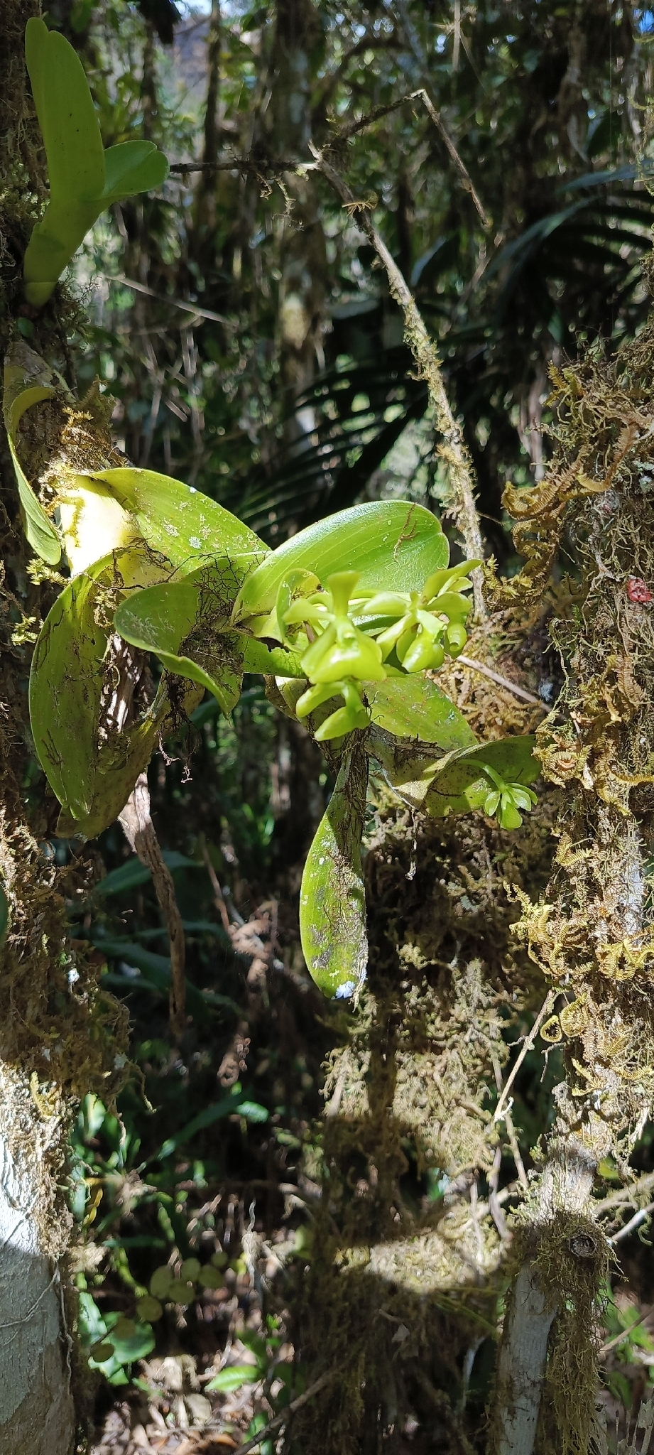 Epidendrum upanodifforme Hágsater & Dodson 4