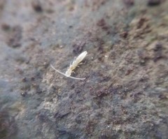 Diplura