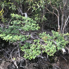 Euphorbia multiformis