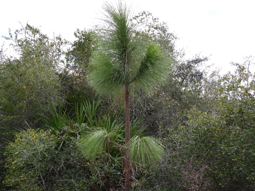 Longleaf pine