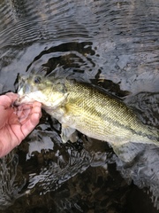 Micropterus henshalli