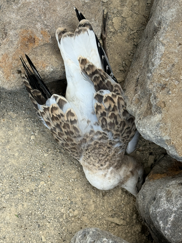 Silver Gull (Chroicocephalus novaehollandiae), photo 3